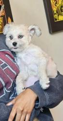 Lost Female Dog last seen Facet Creek Dr, Fresno, TX 77545