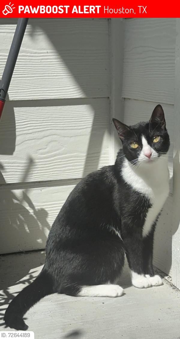 Lost Female Cat last seen War memorial, Houston, TX 77079