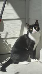 Lost Female Cat last seen War memorial, Houston, TX 77079