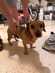 Found/Stray Male Dog last seen cordero dr street in cibolo in deer creek neighborhood , Cibolo, TX 78108
