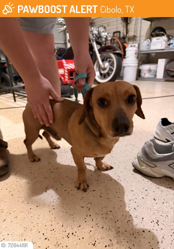 Found/Stray Male Dog last seen cordero dr street in cibolo in deer creek neighborhood , Cibolo, TX 78108