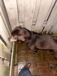 Found/Stray Unknown Dog last seen Versailles s , Nashville, TN 37215
