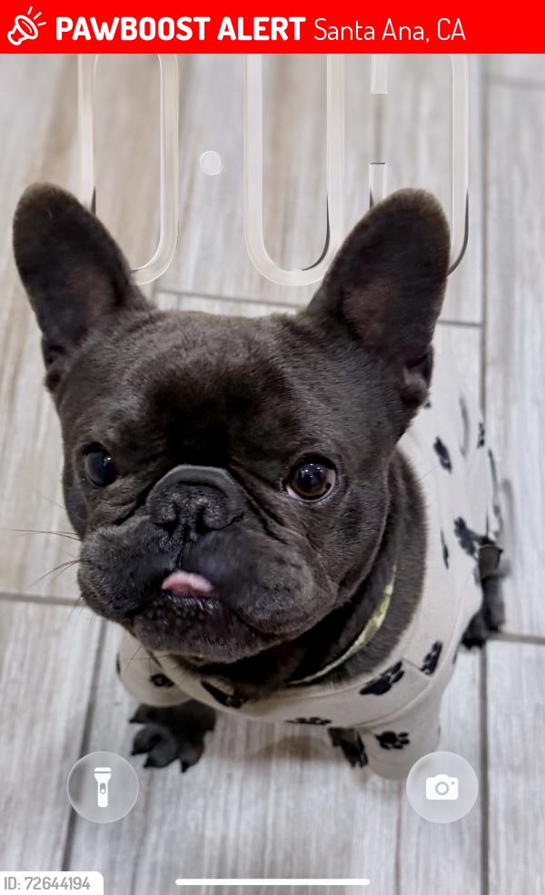 Lost Male Dog last seen Broadway/Wilshire, Santa Ana, CA 92707