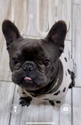 Lost Male Dog last seen Broadway/Wilshire, Santa Ana, CA 92707