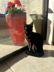 Lost Female Cat last seen Paradox & Kit Fox Place, Fountain Hills, AZ 85268