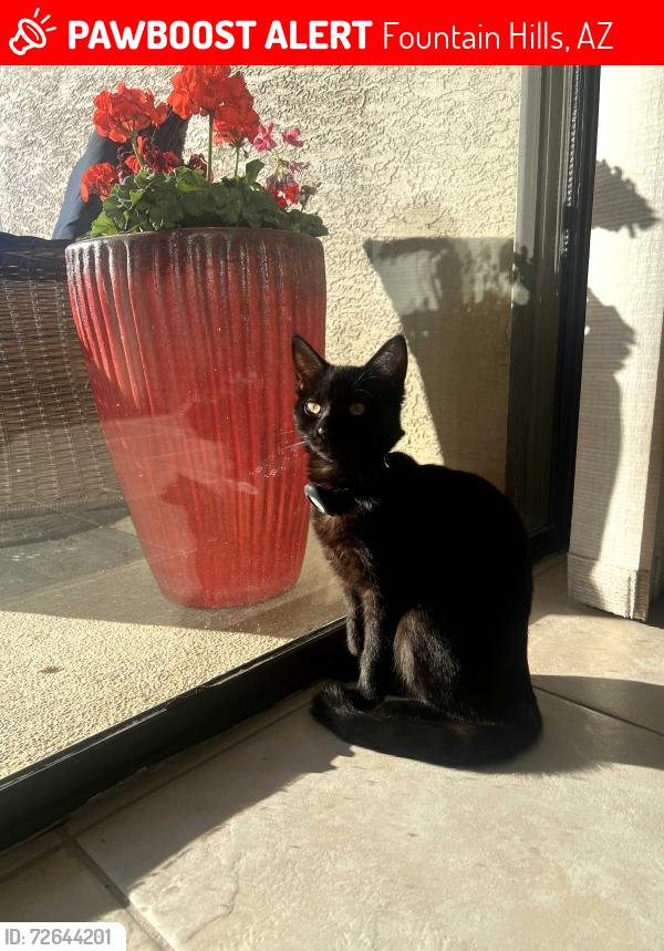 Lost Female Cat last seen Paradox & Kit Fox Place, Fountain Hills, AZ 85268