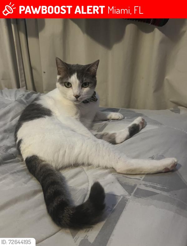 Lost Female Cat last seen Near st & 99 court, Miami, FL 33157