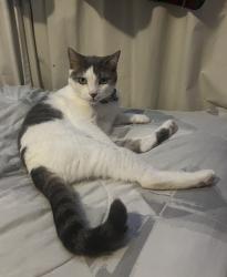 Lost Female Cat last seen Near st & 99 court, Miami, FL 33157