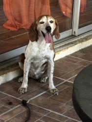 Found/Stray Female Dog last seen Center Grade and 471, Sumter County, FL 33585