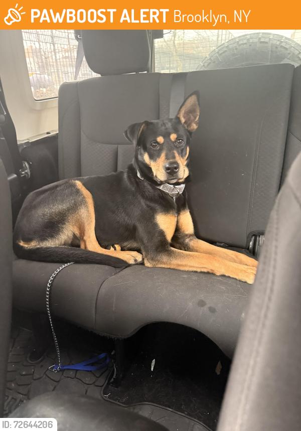 Found/Stray Female Dog last seen Brookdale hosp, Brooklyn, NY 11212