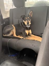 Found/Stray Female Dog last seen Brookdale hosp, Brooklyn, NY 11212
