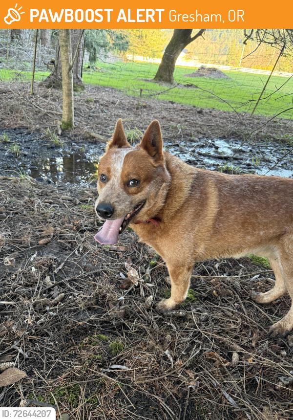 Found/Stray Unknown Dog last seen Foster and Richey Rd , Gresham, OR 97080