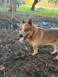 Found/Stray Unknown Dog last seen Foster and Richey Rd , Gresham, OR 97080
