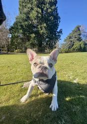 Lost Female Dog last seen 44th and 67th Ave/ Ketchum Knoll, University Place, WA 98466