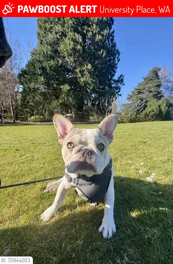 Lost Female Dog last seen 44th and 67th Ave/ Ketchum Knoll, University Place, WA 98466