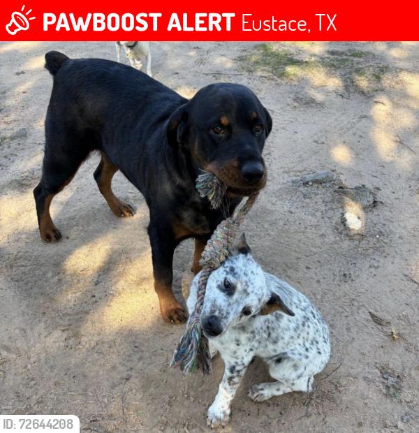 Lost Female Dog last seen County Road 2507, Eustace, TX 75124