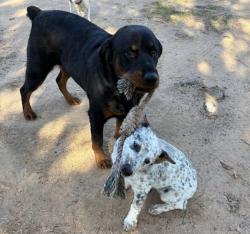 Lost Female Dog last seen County Road 2507, Eustace, TX 75124