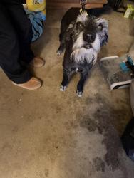 Found/Stray Female Dog last seen W Haskell and maize , Wichita, KS 67235