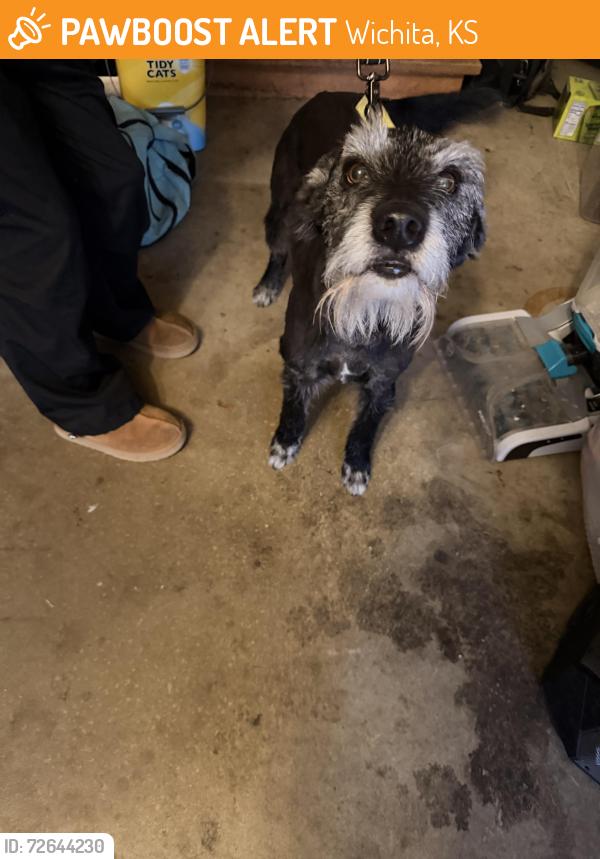Found/Stray Female Dog last seen W Haskell and maize , Wichita, KS 67235