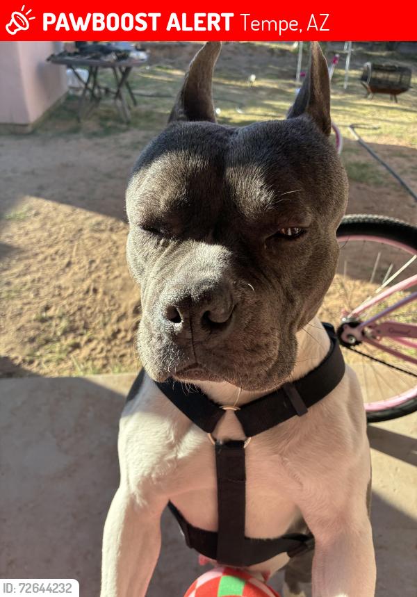 Lost Female Dog last seen In the hse and they broke in and took her away, Tempe, AZ 85283