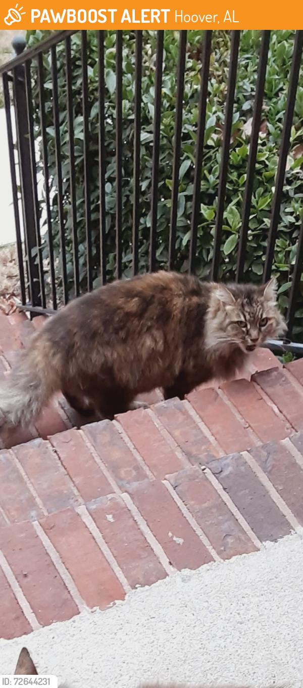 Found/Stray Unknown Cat last seen South Shades Crest rd, Hoover, AL 35244