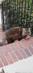 Found/Stray Unknown Cat last seen South Shades Crest rd, Hoover, AL 35244