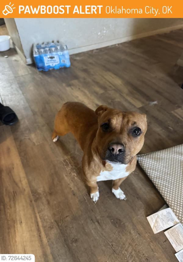 Found/Stray Female Dog last seen OnCue , Oklahoma City, OK 73159
