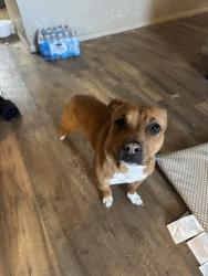 Found/Stray Female Dog last seen OnCue , Oklahoma City, OK 73159