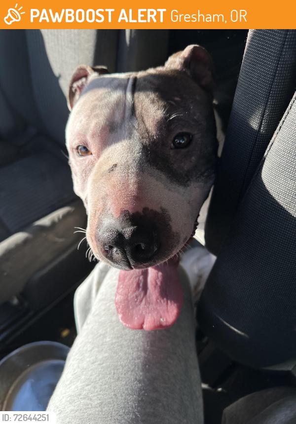 Found/Stray Male Dog last seen Cleveland , Gresham, OR 97030