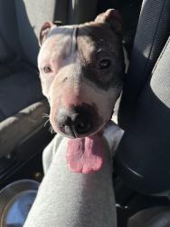 Found/Stray Male Dog last seen Cleveland , Gresham, OR 97030