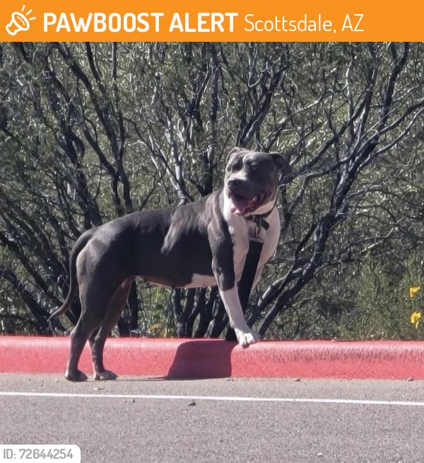 Found/Stray Female Dog last seen Bartlett Dam Rd , Scottsdale, AZ 85262