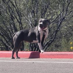 Found/Stray Female Dog last seen Bartlett Dam Rd , Scottsdale, AZ 85262