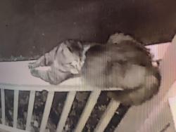 Lost Male Cat last seen Lacy st.  Davis St, Monroe, GA 30655
