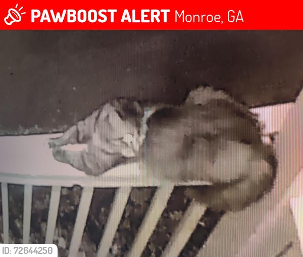 Lost Male Cat last seen Lacy st.  Davis St, Monroe, GA 30655