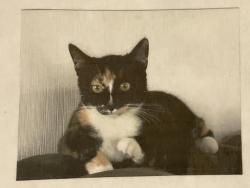 Lost Female Cat last seen Dianthus and 3rd st, Manhattan Beach, CA 90266