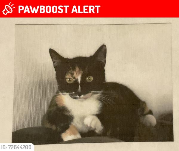 Lost Female Cat last seen Dianthus and 3rd st, Manhattan Beach, CA 90266