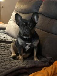 Lost Male Dog last seen Summer place, Whitehouse, TX 75791
