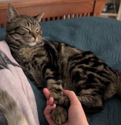 Lost Male Cat last seen 139th and Black Bob, Olathe, KS 66061