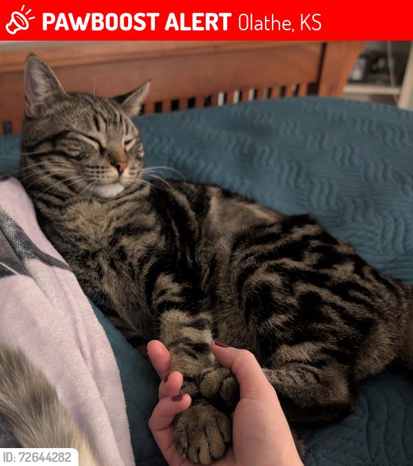 Lost Male Cat last seen 139th and Black Bob, Olathe, KS 66061