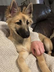 Found/Stray Female Dog last seen Collins, Arlington, TX 76010