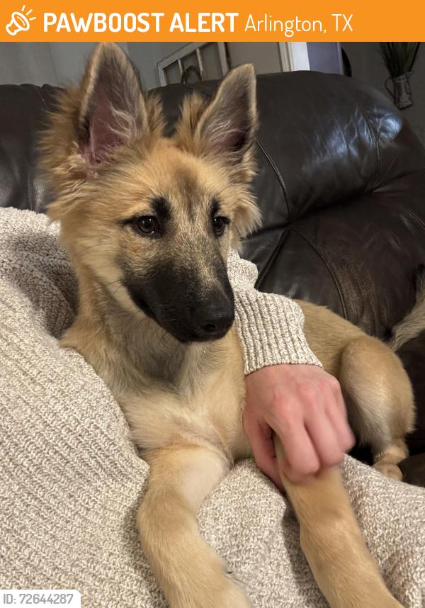 Found/Stray Female Dog last seen Collins, Arlington, TX 76010