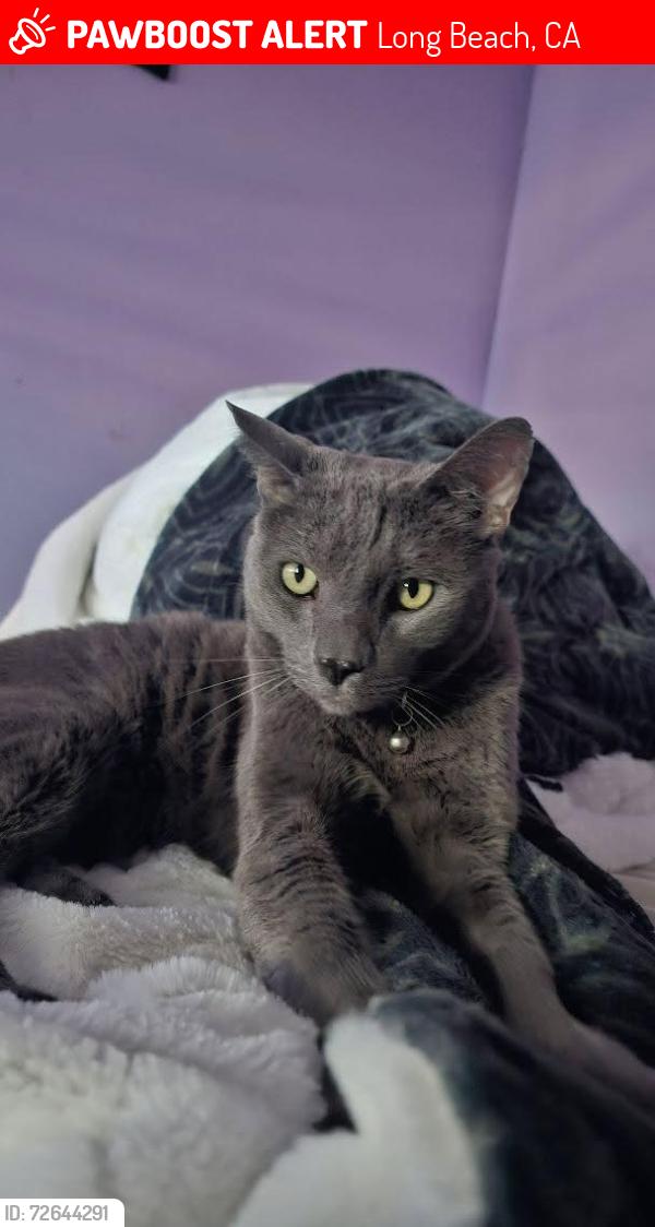Lost Male Cat last seen Gaviota ave long beach , Long Beach, CA 90807