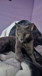 Lost Male Cat last seen Gaviota ave long beach , Long Beach, CA 90807