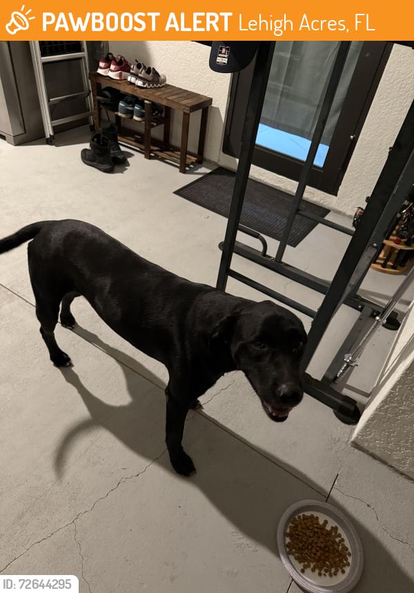 Found/Stray Male Dog last seen Calvin Ave Lehigh acres 33972, Lehigh Acres, FL 33972