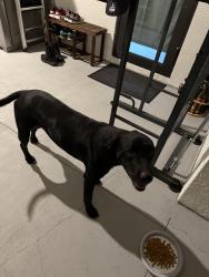 Found/Stray Male Dog last seen Calvin Ave Lehigh acres 33972, Lehigh Acres, FL 33972