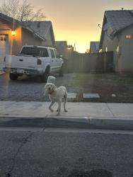 Found/Stray Unknown Dog last seen Virginia & Carrolton , Adelanto, CA 92301