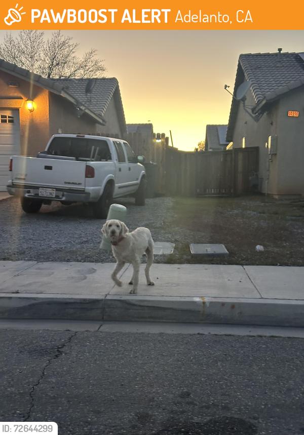 Found/Stray Unknown Dog last seen Virginia & Carrolton , Adelanto, CA 92301