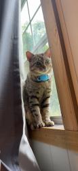 Lost Male Cat last seen Animal shelter of  Sullivan county , Blountville, TN 37617