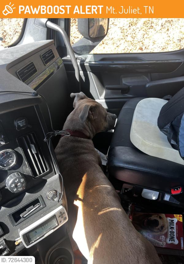 Found/Stray Male Dog last seen Dupuy, Mt. Juliet, TN 37122