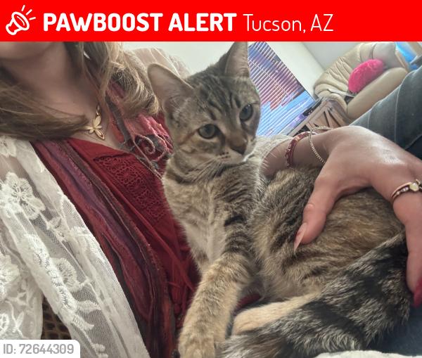 Lost Female Cat last seen W lee St, Tucson, AZ 85719